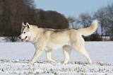 SIBERIAN HUSKY 465